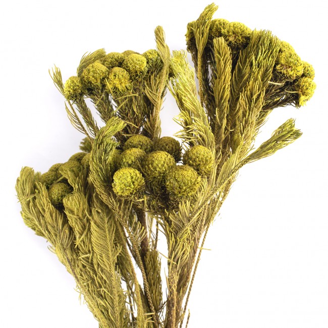 Stabilizovaná rostlina Brunia Albiflora Yellow Green 30-60 cm