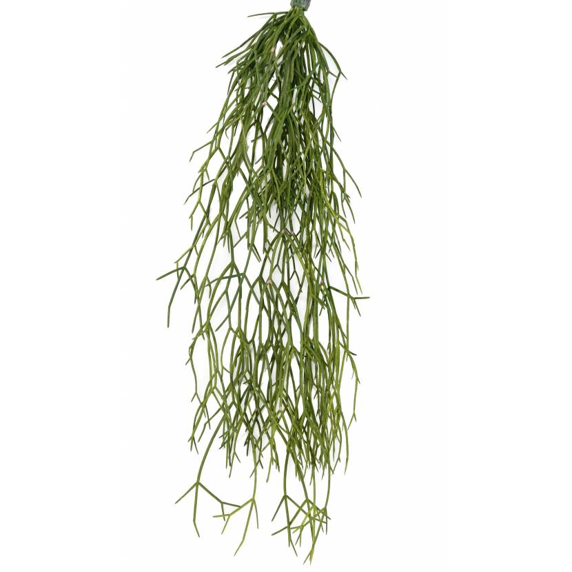 Rhipsalis popínavý, 50cm