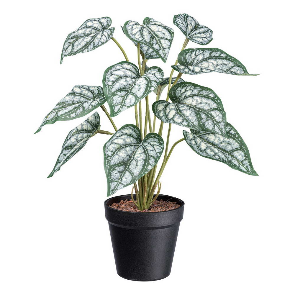 Syngonium v květináči, 38cm