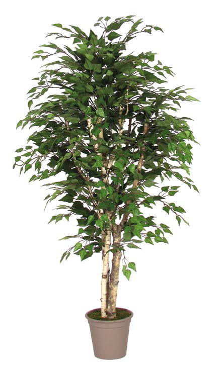 Bříza přírodní kmen, 150cm