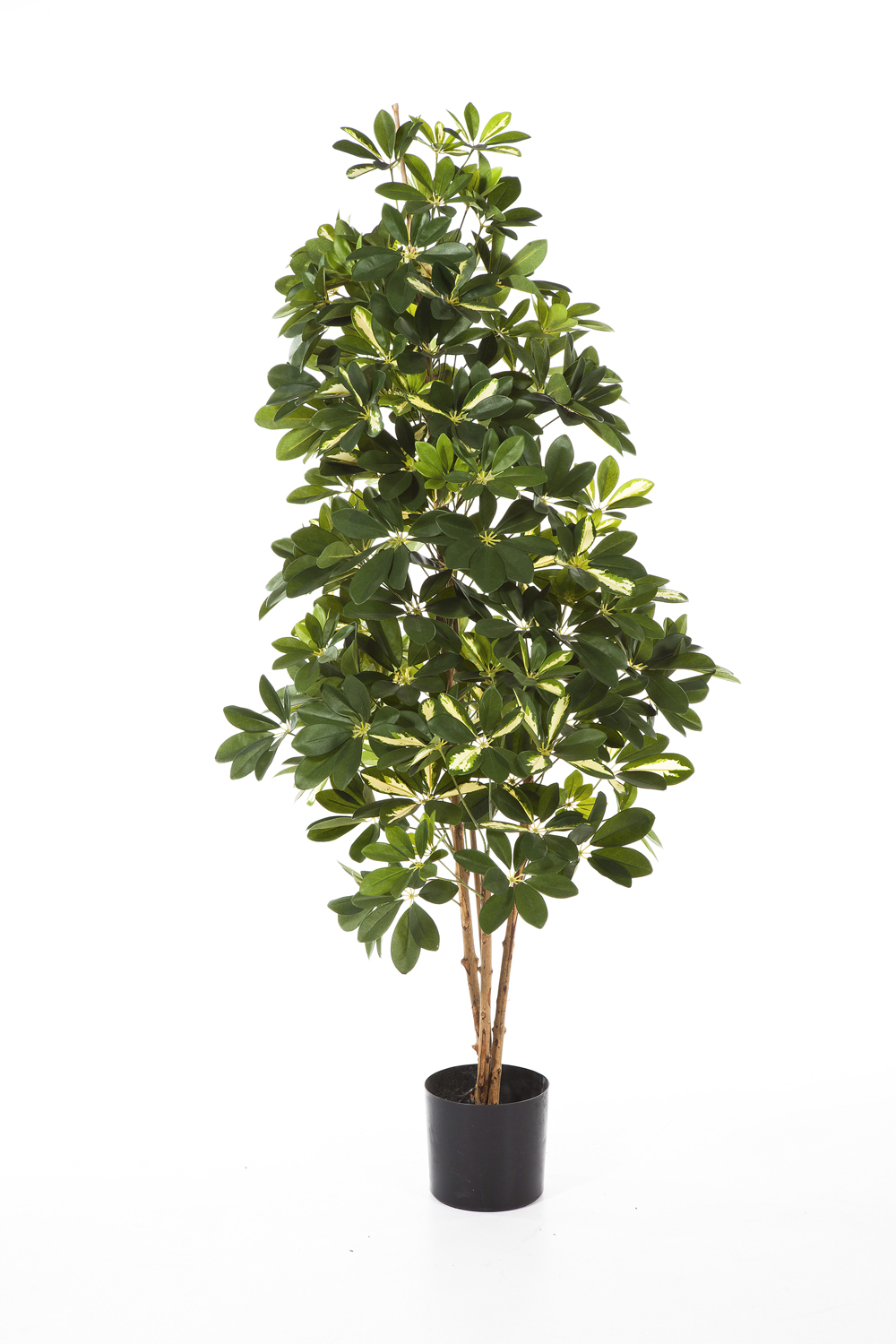 Šeflera přírodní kmeny deluxe žlutá, 140cm