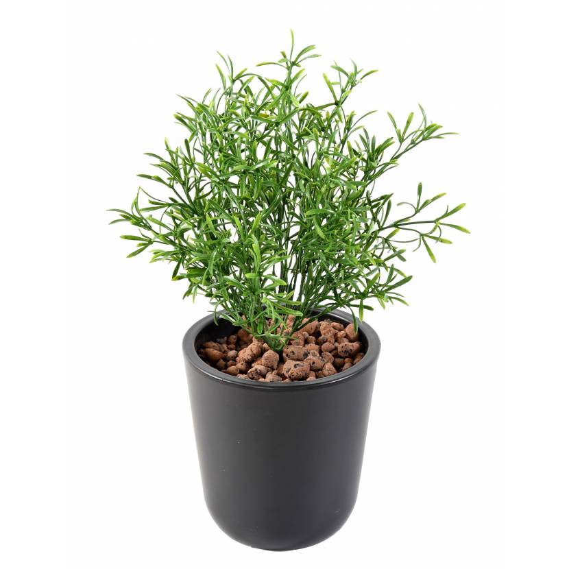 Leptospermum bez květináče, 37cm