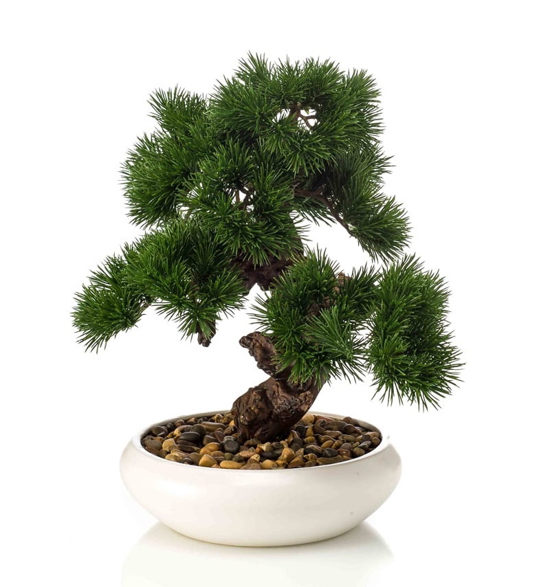 Bonsai Borovice v misce, 37cm
