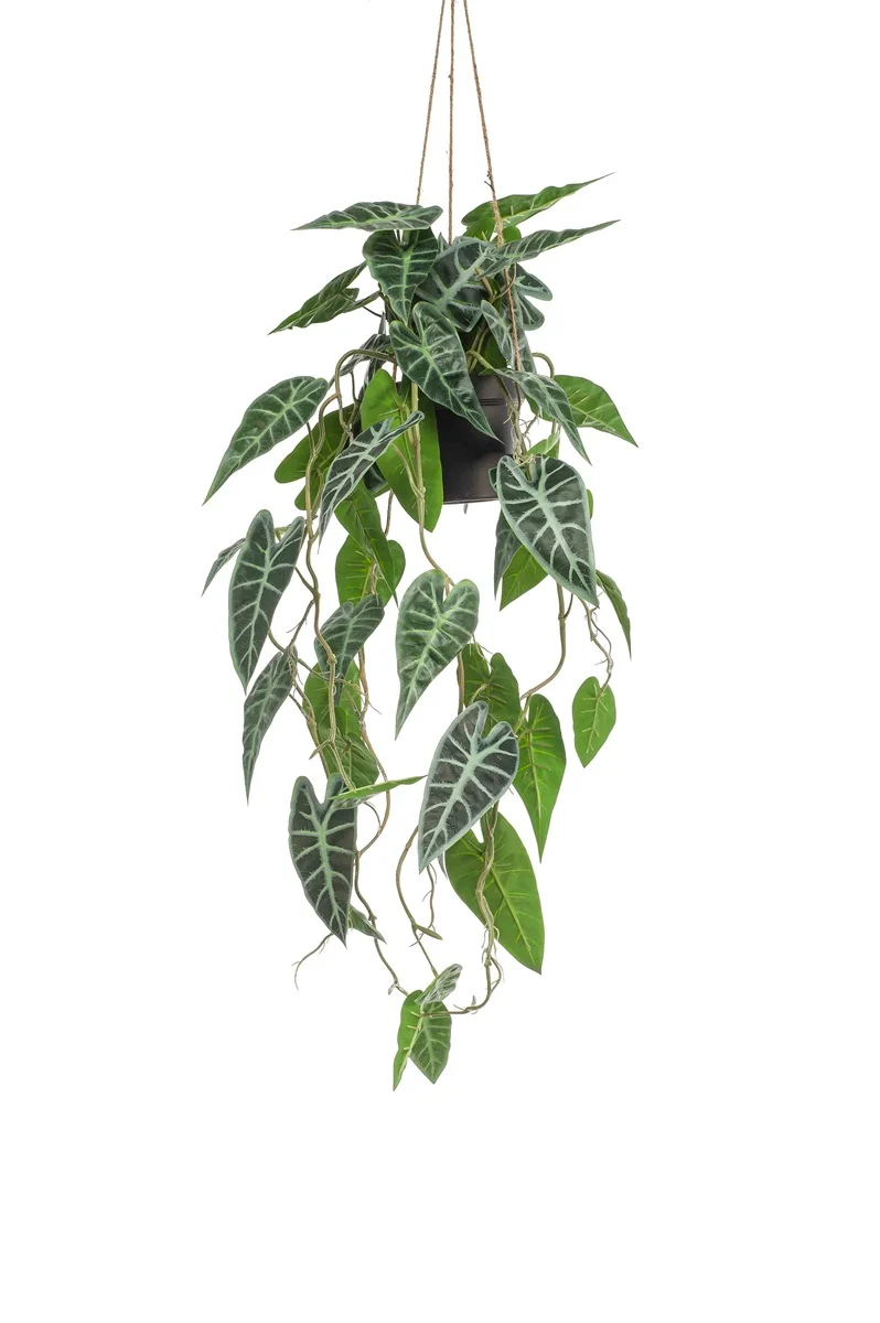 Alocasia v závěsném květináči, 80cm
