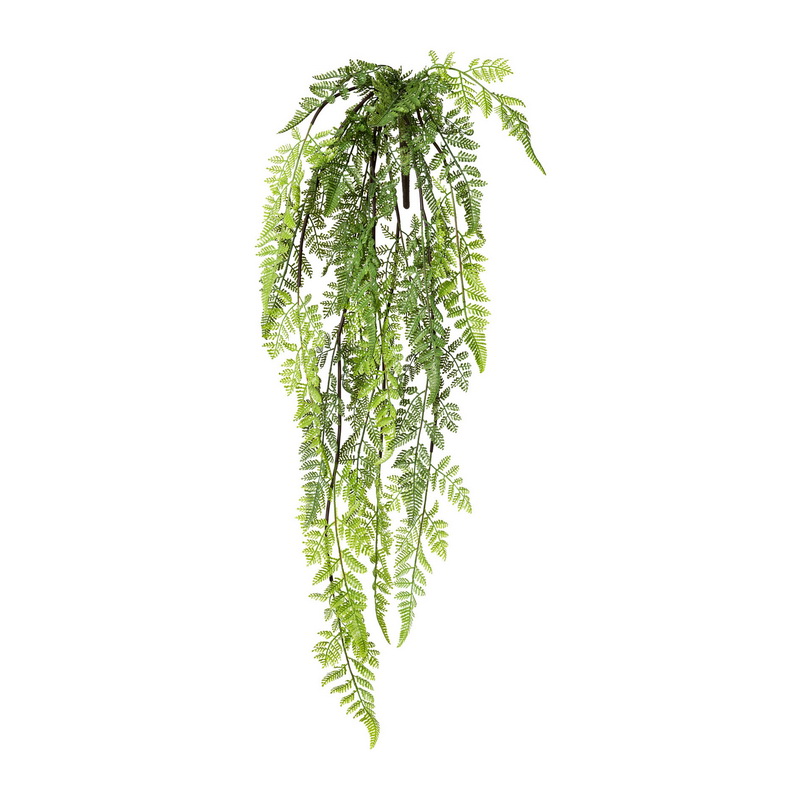 Popínavá kapradina, 84cm