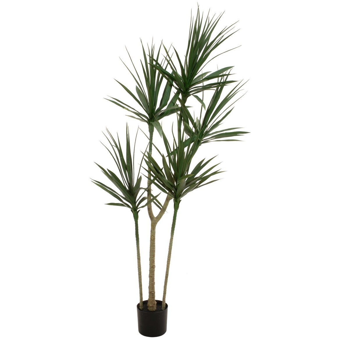 Dracena palma, 170cm