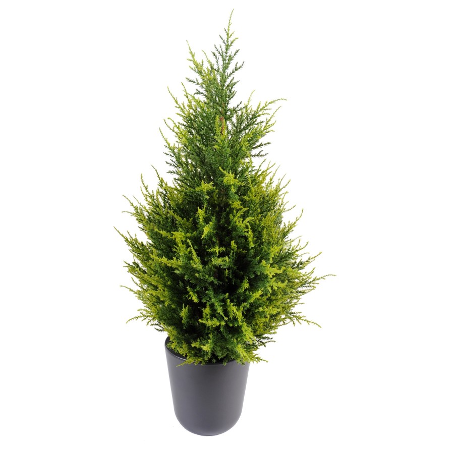Cypřiš JUNIPERUS luxe, 65cm