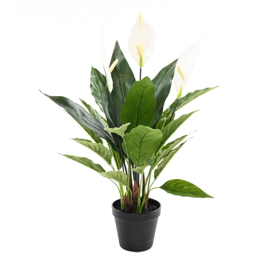 Spathiphyllum - Lopatkovec, 50cm