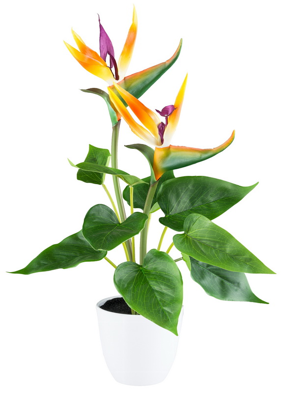 Strelitzia v květináči, 2 květy, 42cm