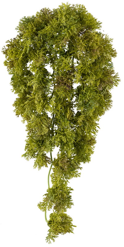 Popínavka mechová, 36cm