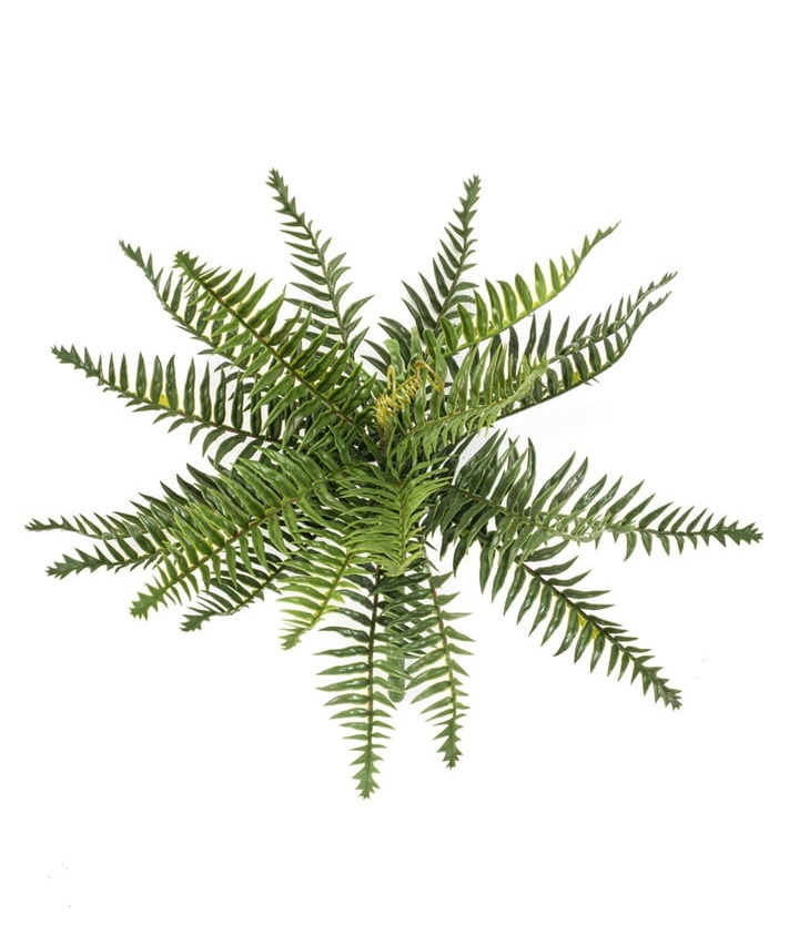 Divoká kapradina, 35cm