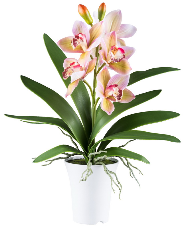 Cymbidium růžová v květináči, 53cm