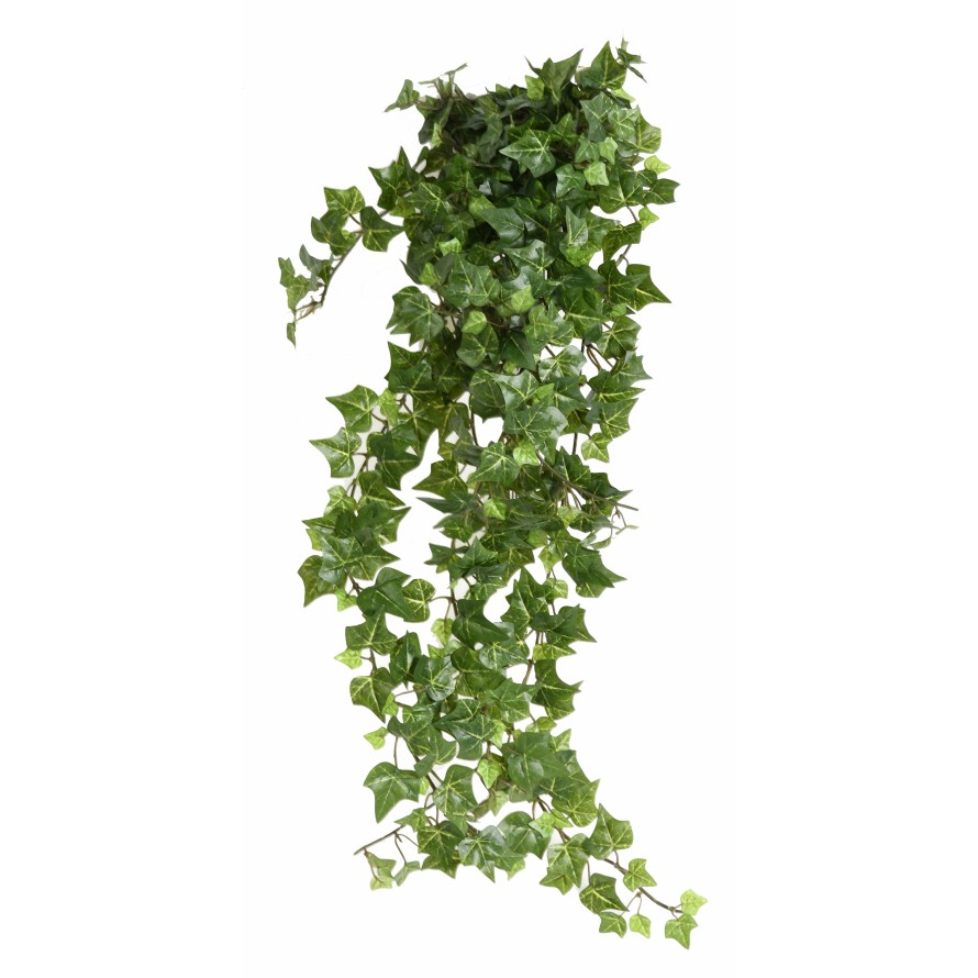 Břečťan popínavý 504 listů venkovní, 60cm