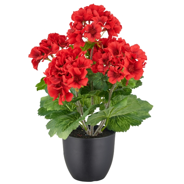 Geránium červená v květináči - venkovní, 36cm