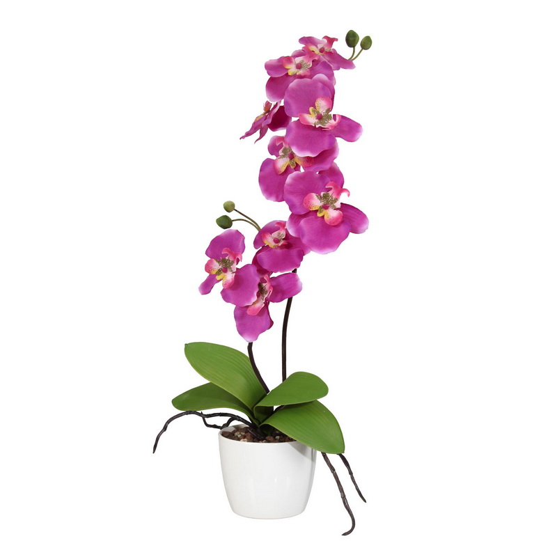 Orchidej růžová v květináči, 60cm