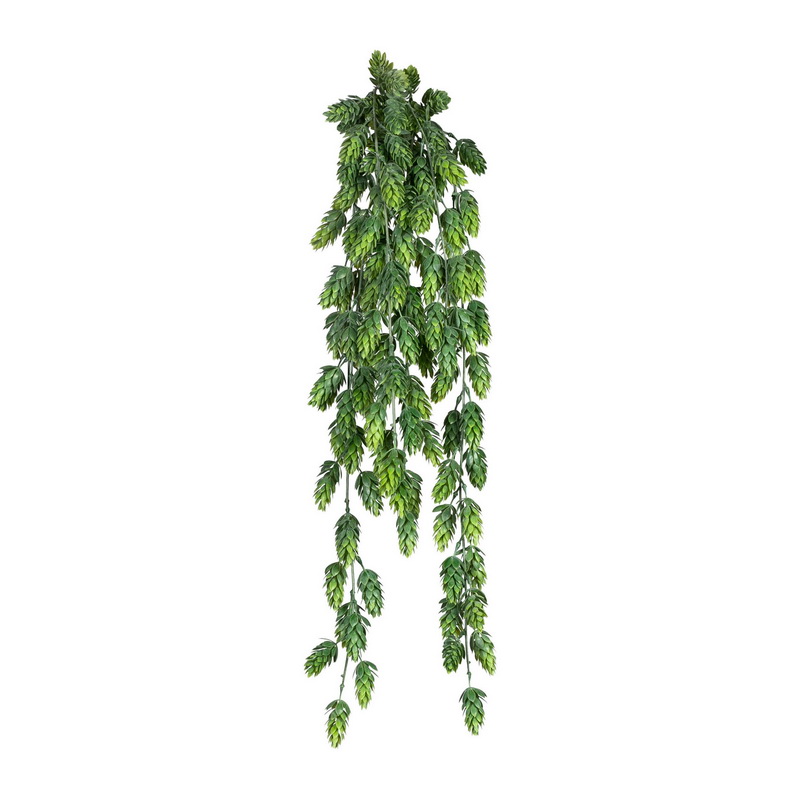 Chmel popínavá rostlina, 75cm