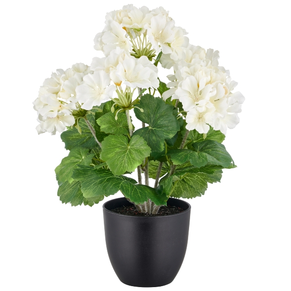 Geránium bílá v květináči - venkovní, 36cm