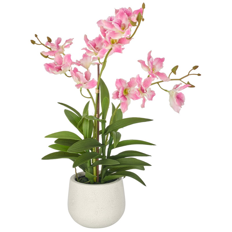 Dendrobie růžová v květináči, 55cm