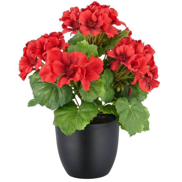 Geránium červená v květináči - venkovní, 26cm