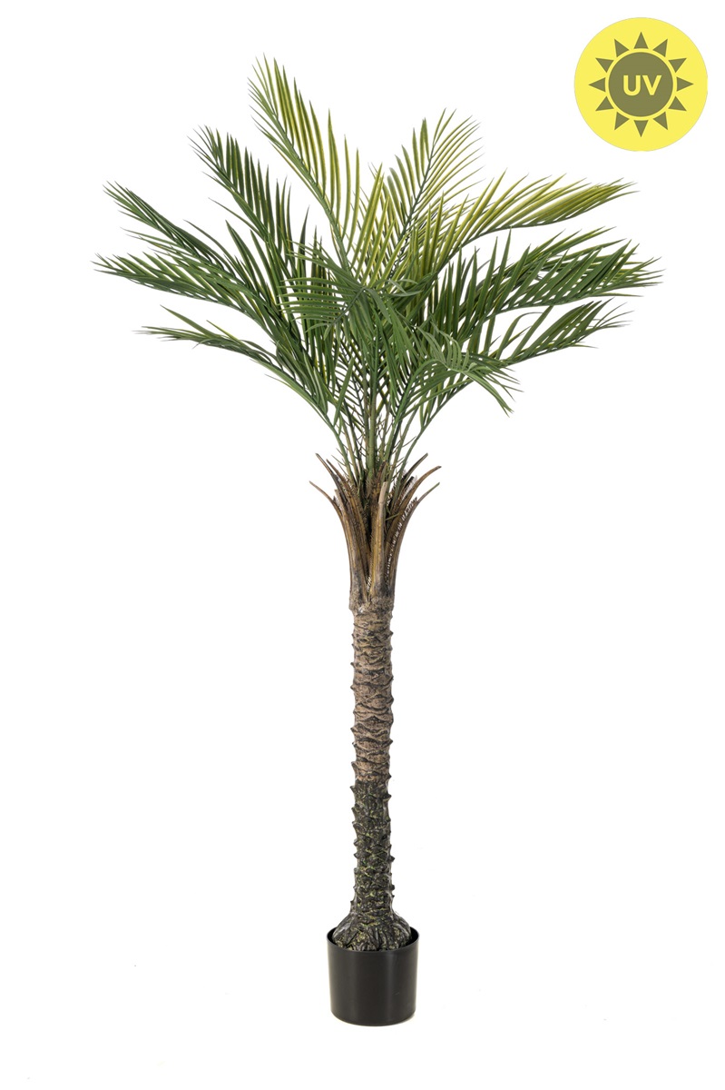 Palma Phoenix venkovní, 150cm