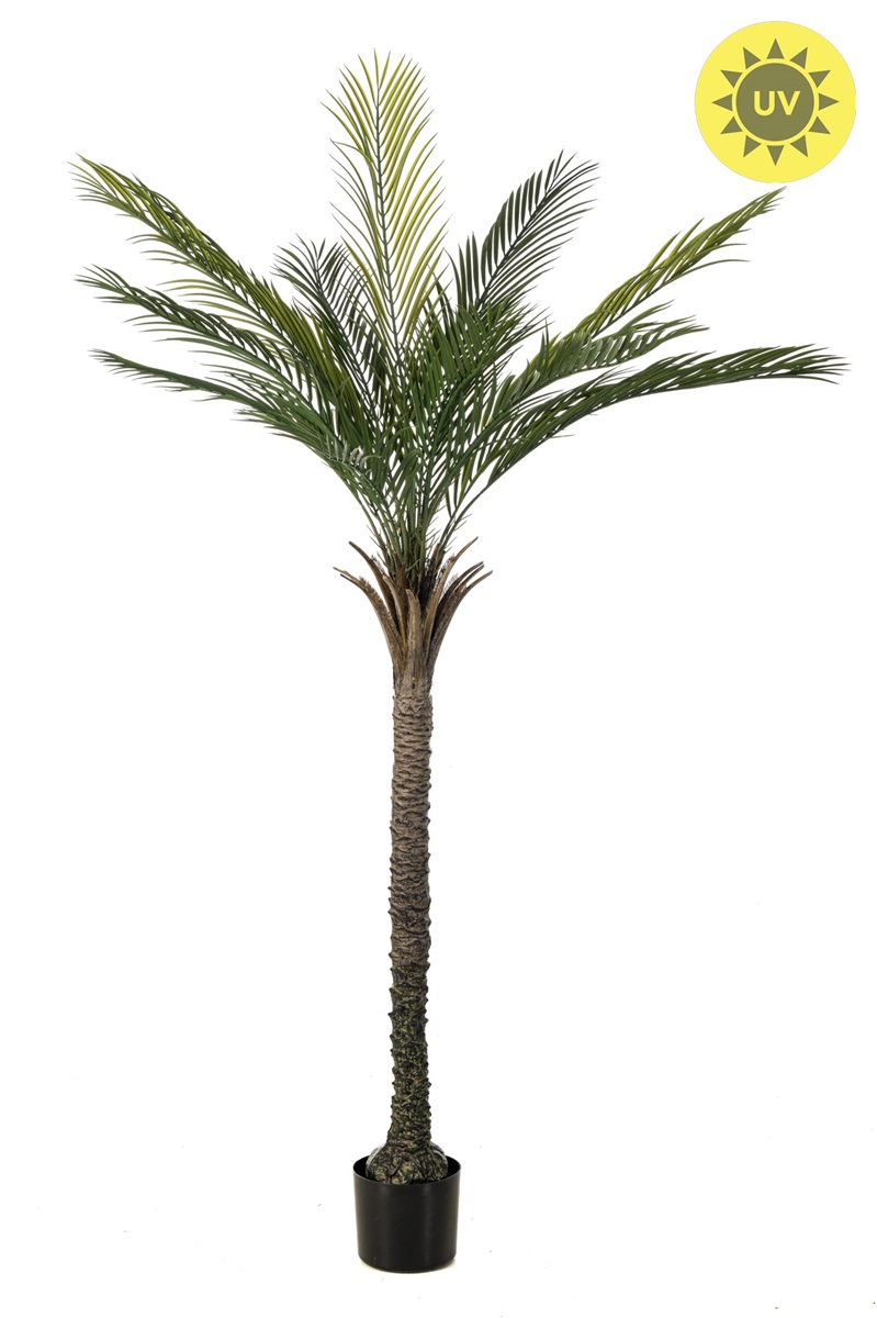 Palma Phoenix venkovní, 180cm