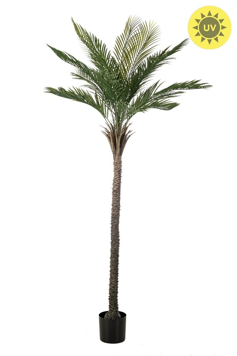 Palma Phoenix venkovní, 210cm