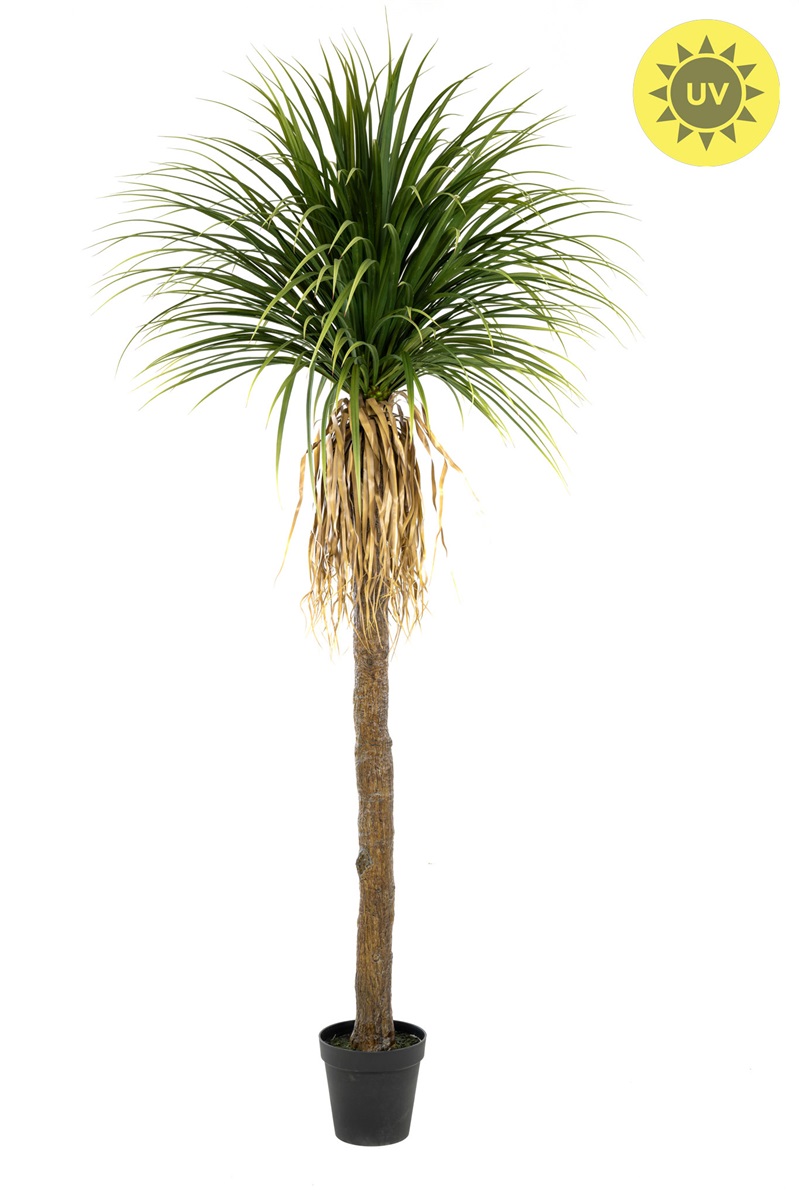 Palma Yucca venkovní, 260cm
