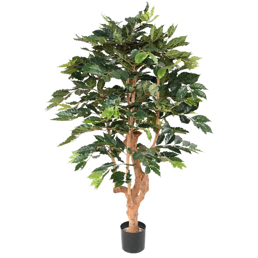 Kávovník luxe, 180cm