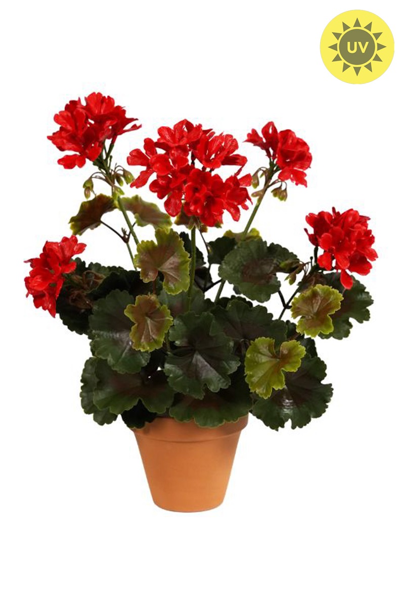 Geránium červené v květináči venkovní, 35cm