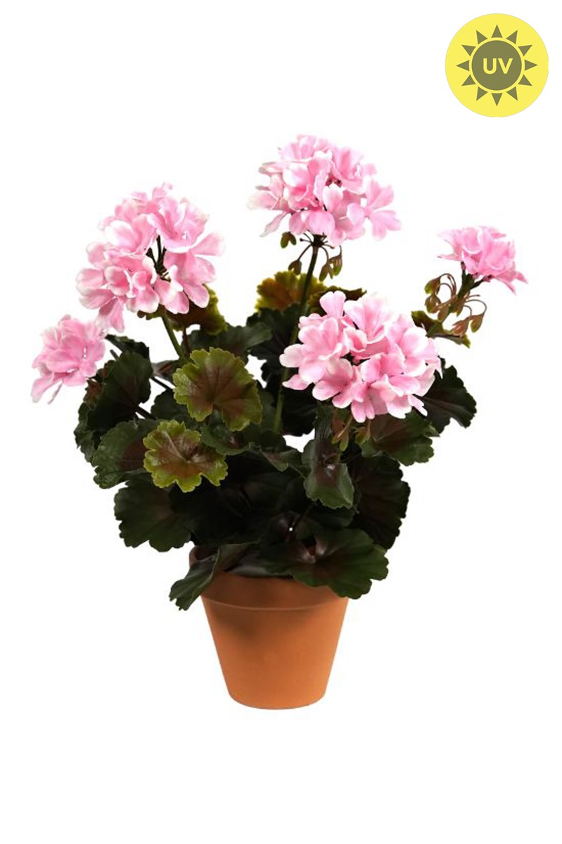 Geránium růžové v květináči venkovní, 35cm
