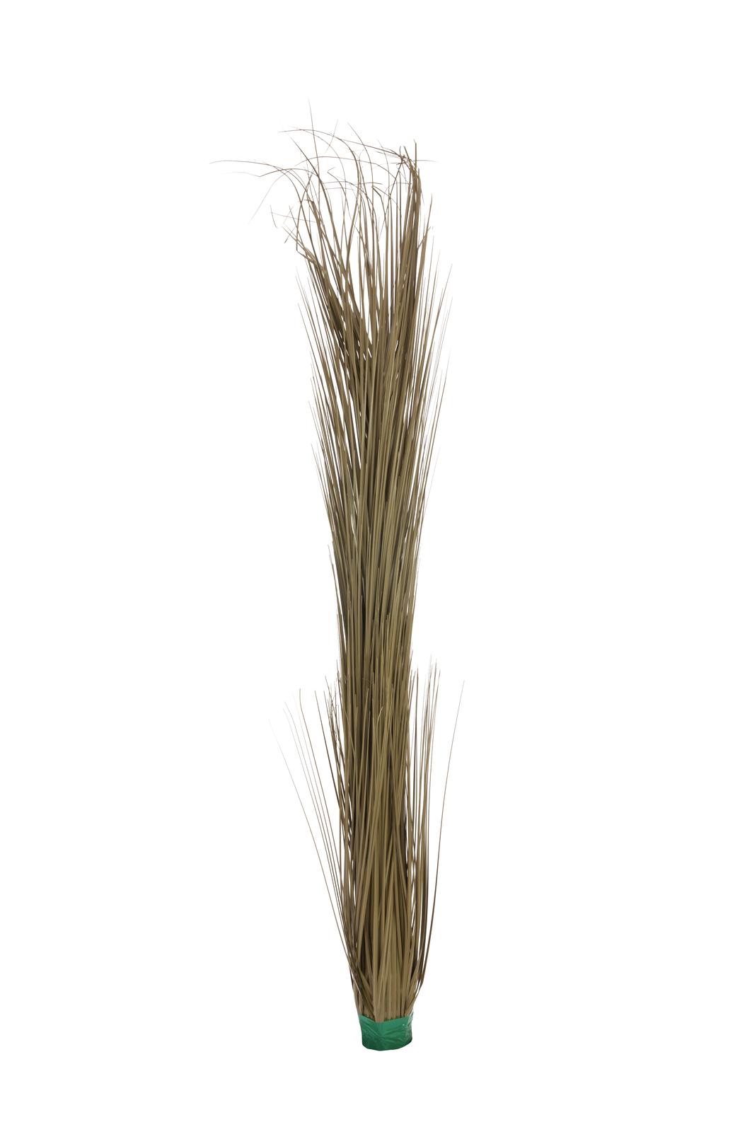 Zblochan vodní, tmavě hnědý, 127 cm