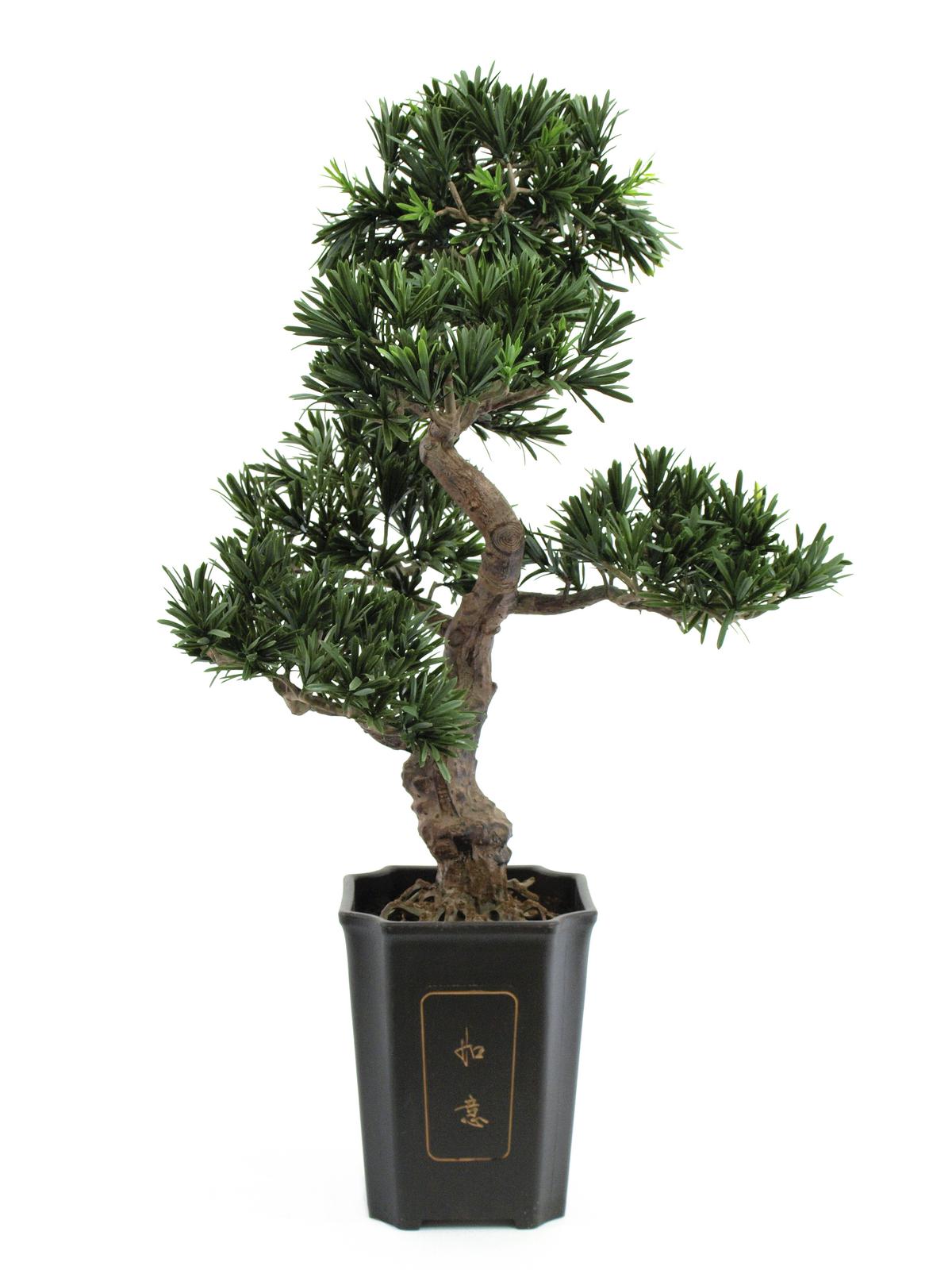 Bonsai podocarpus v květináči, 80cm
